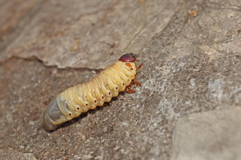 Larva di Oryctes nasicornis